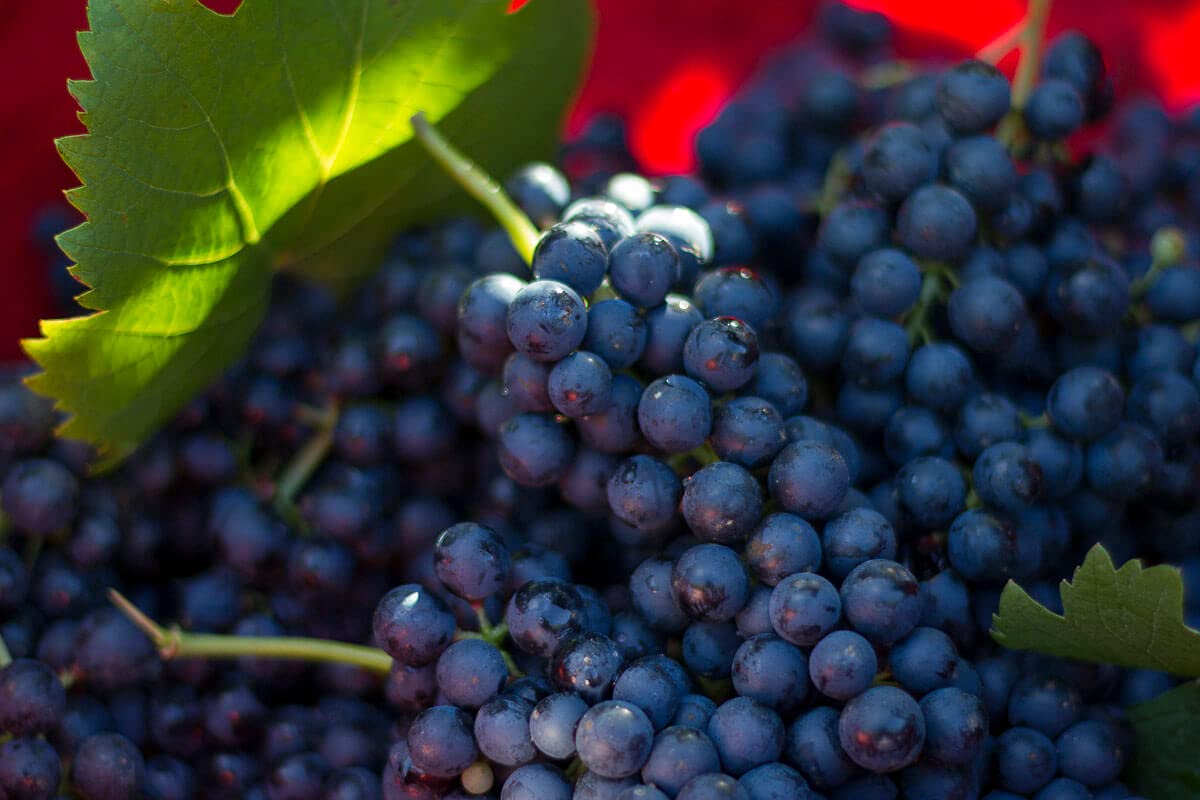 Carefully selected Modena grapes, the essence of our authentic Balsamic Vinegar P.G.I.