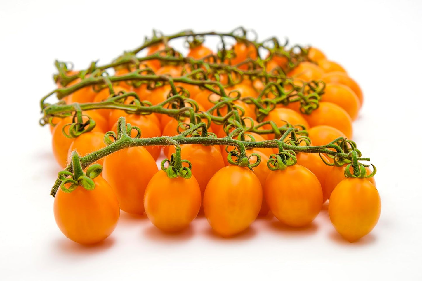 Cluster of fresh yellow Datterino tomatoes on the vine, showcasing their vibrant golden color, smooth skin, and natural ripeness.