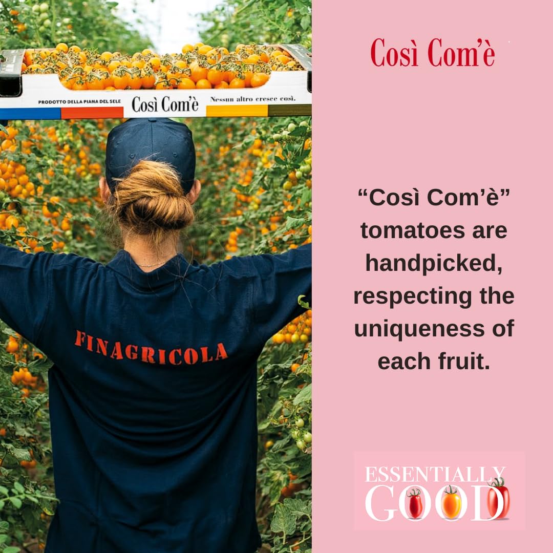 Person wearing a navy shirt labeled "FINAGRICOLA" harvesting bright yellow datterino tomatoes in a greenhouse, holding a box marked "Così Com’è." Text on the right reads: “Così Com’è tomatoes are handpicked, respecting the uniqueness of each fruit.”