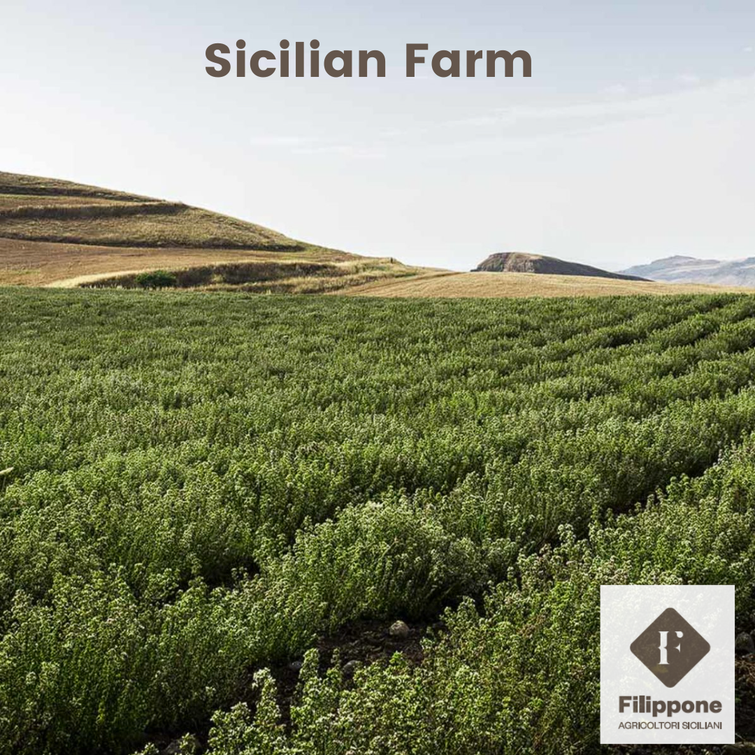 Filippone® Organic Oregano, (25 g)(0.88 oz), Italian Dried Oregano branches