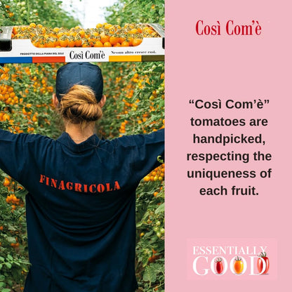 Person wearing a navy shirt labeled "FINAGRICOLA" harvesting bright yellow datterino tomatoes in a greenhouse, holding a box marked "Così Com’è." Text on the right reads: “Così Com’è tomatoes are handpicked, respecting the uniqueness of each fruit.”