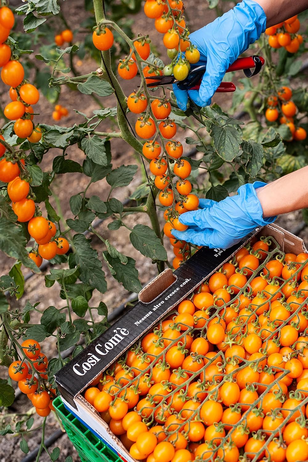 Close-up of yellow Datterino tomatoes being hand-harvested in clusters, with gloved hands cutting the vine and a box filled with freshly picked Così Com’è tomatoes.