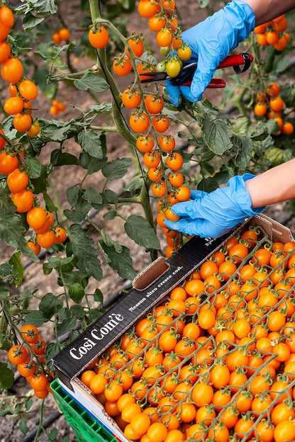 Close-up of yellow Datterino tomatoes being hand-harvested in clusters, with gloved hands cutting the vine and a box filled with freshly picked Così Com’è tomatoes.