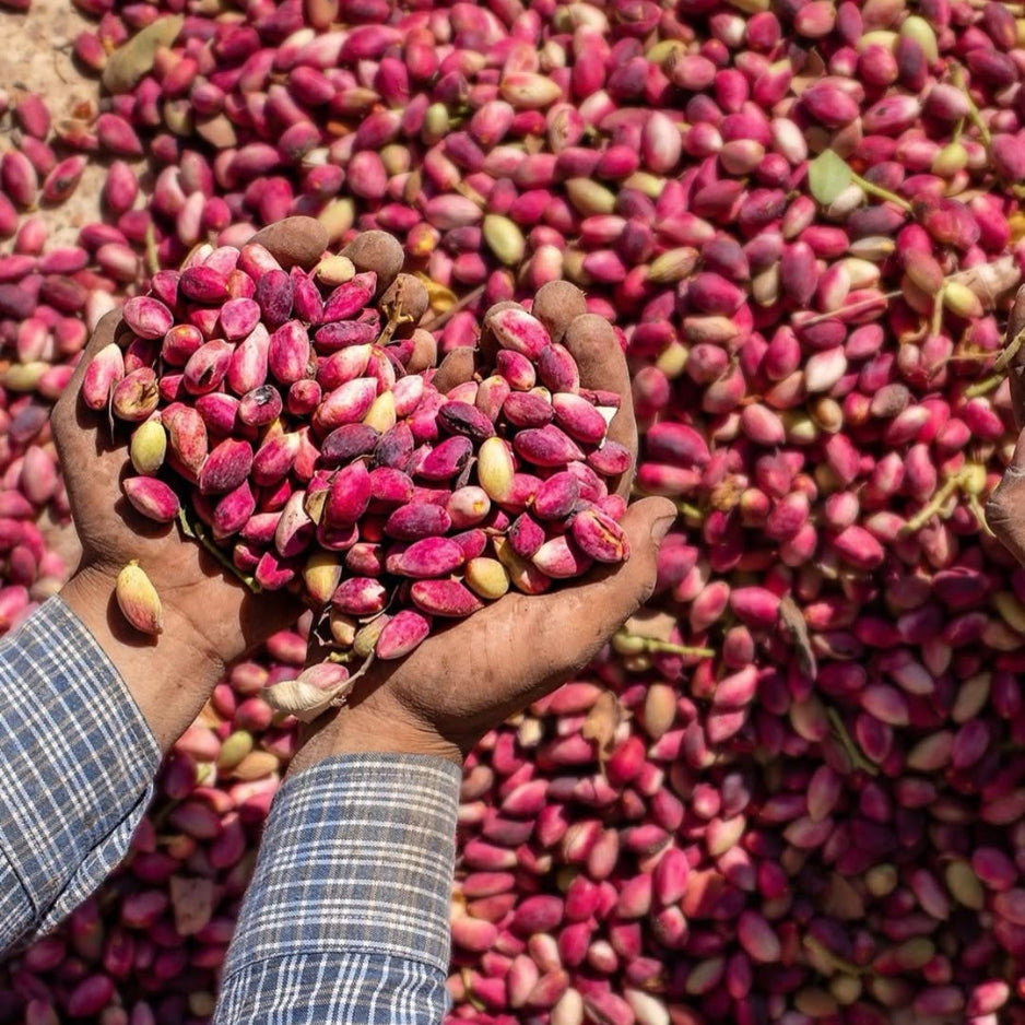 Fresh Sicilian pistachios harvested for premium pistachio products