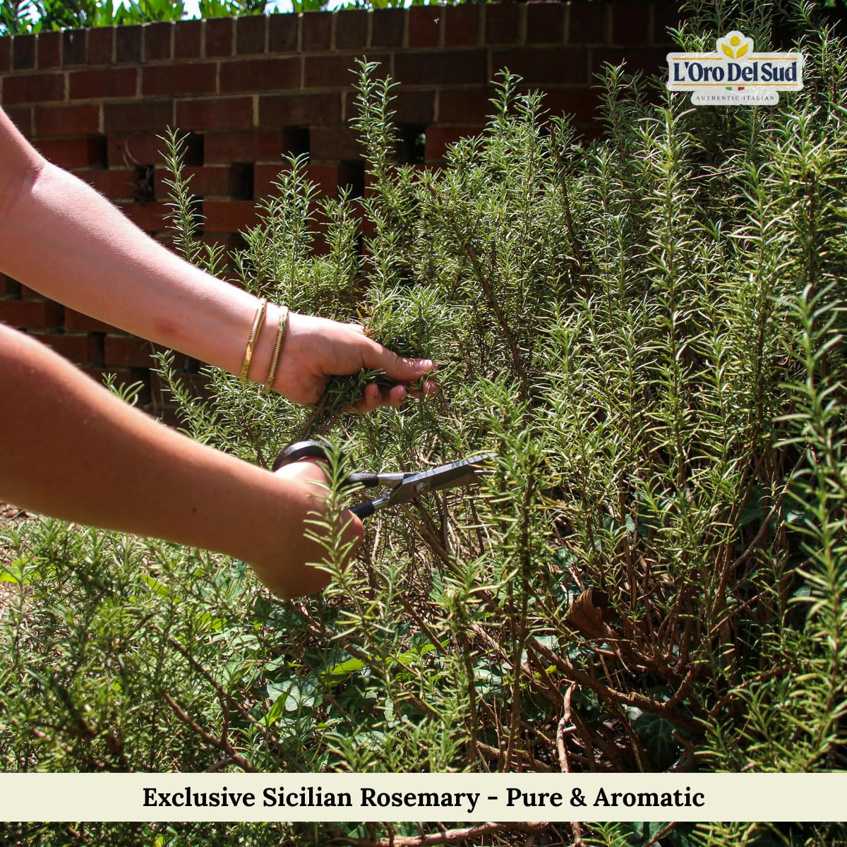 Hands harvesting fresh Sicilian rosemary in a garden, L’Oro Del Sud dried rosemary bunch 1.4 oz – authentic Italian herb, aromatic and pure, perfect for Mediterranean cooking.