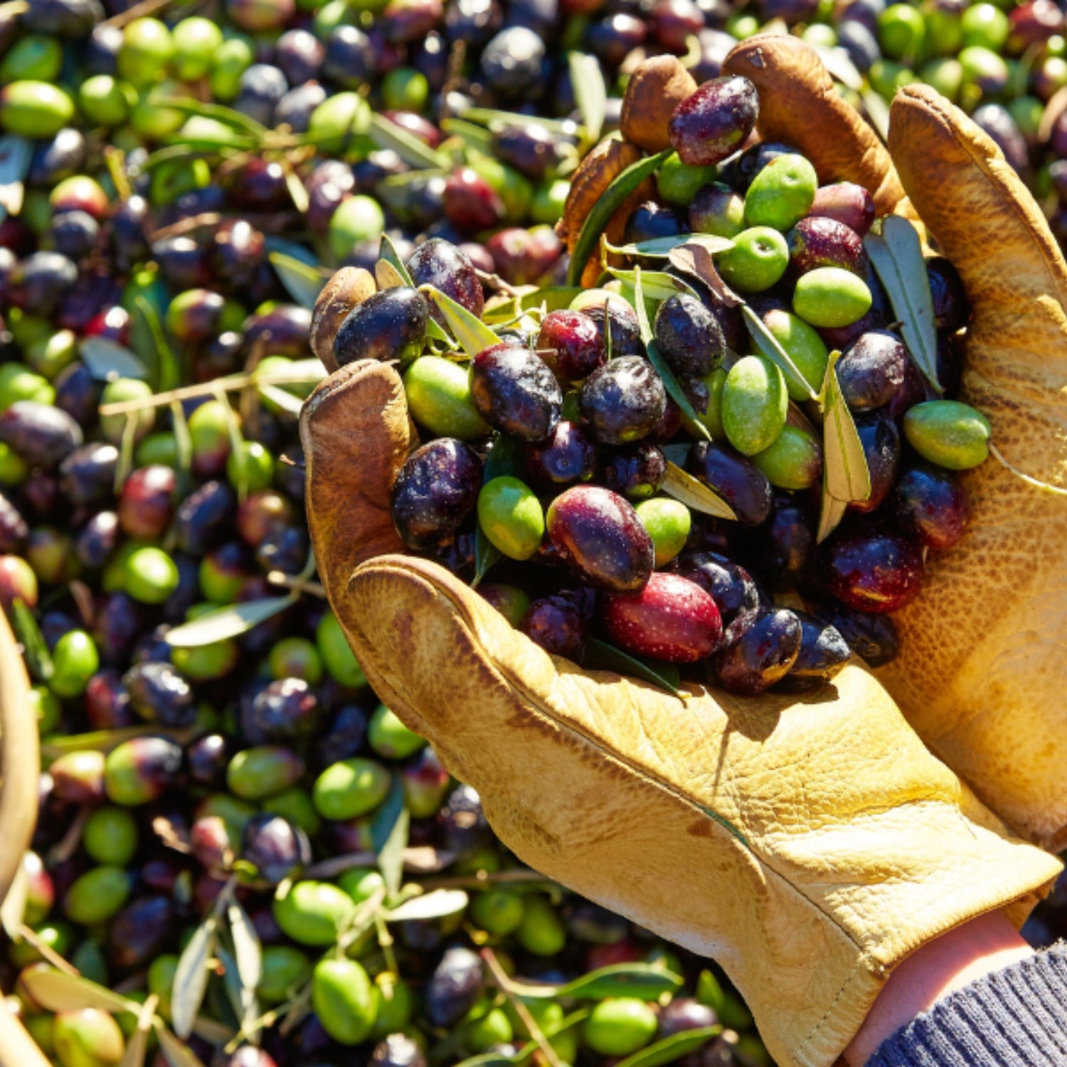 Hand-harvested green and black olives selected for Basso Italian olive oils