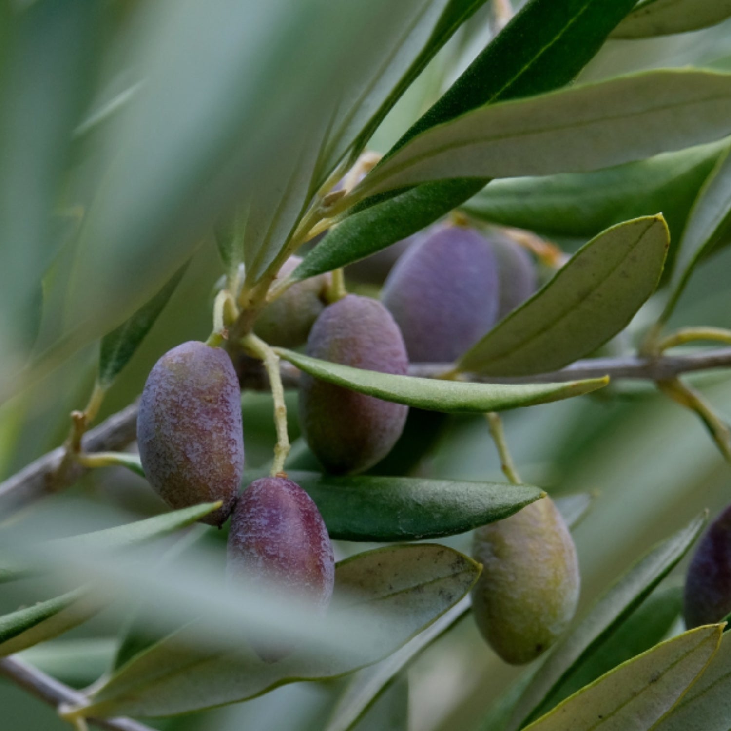 Green and purple olives growing on an olive tree for Basso Italian olive oils