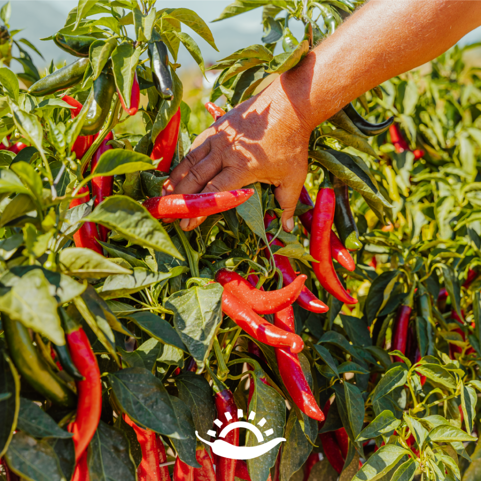 Calabrian chili peppers being harvested at peak ripeness in Southern Italy