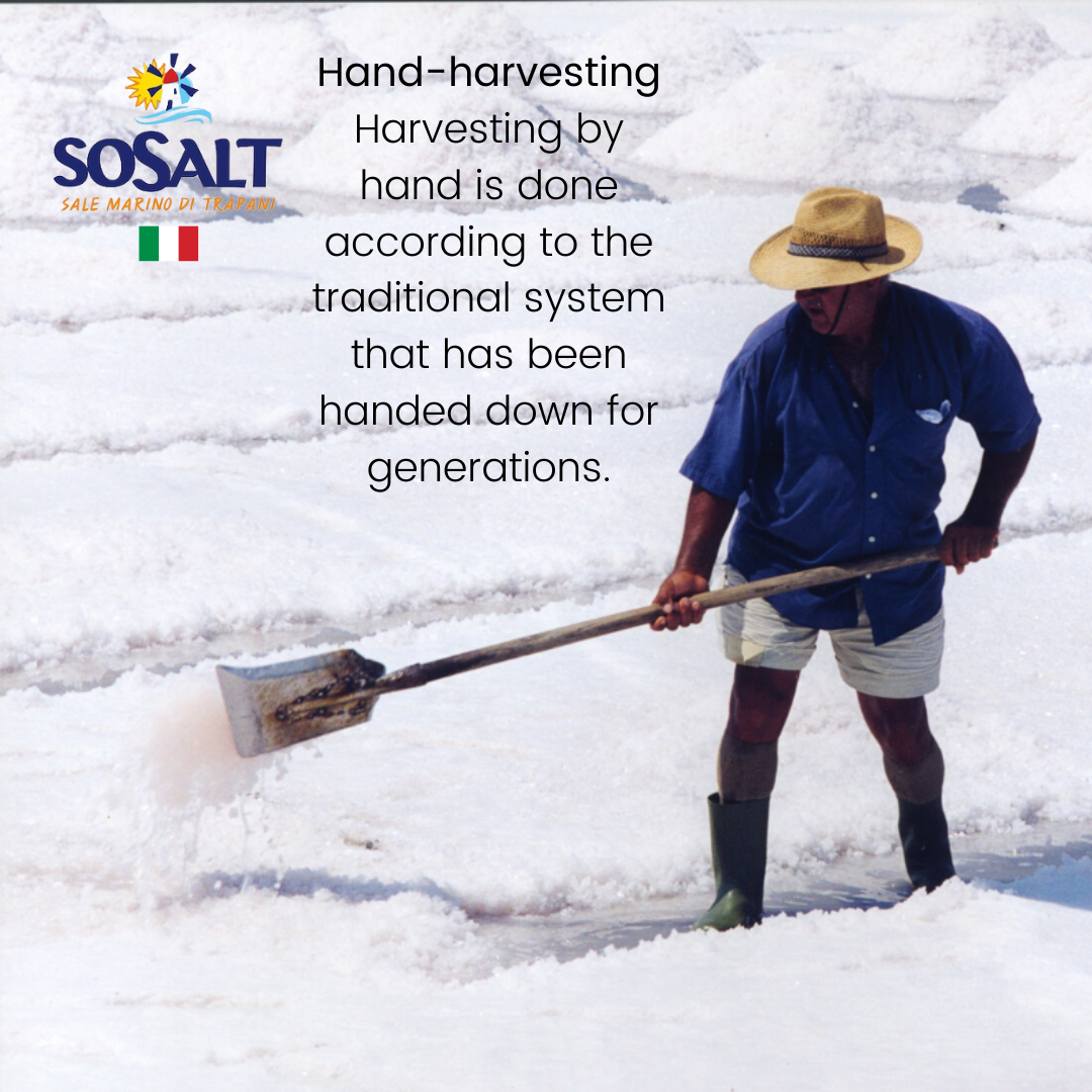 Over 100 hectares of salt pans in the coastal strip between Trapani and Marsala allow us to cultivate and package a unique sea salt. The company, since its birth, aims to optimize the cultivation and harvesting of salt by combining its activities with total respect for the "saline ecosystem"
